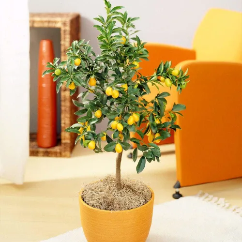 Miniatura 5 de Gardenera 's Premium Kumquat Soil Mix - Suelo para macetas de drenaje rápido para cultivar y trasplantar cítricos Japonica - 1 cuarto de galón