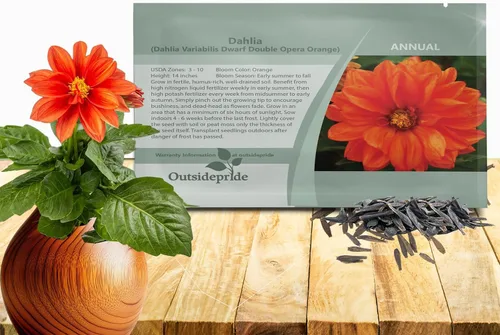 Miniatura 10 de Outsidepride Opera Mix - Semillas de dalia para plantar, 200 unidades, anuales, fáciles de cultivar, semillas de flores de larga temporada