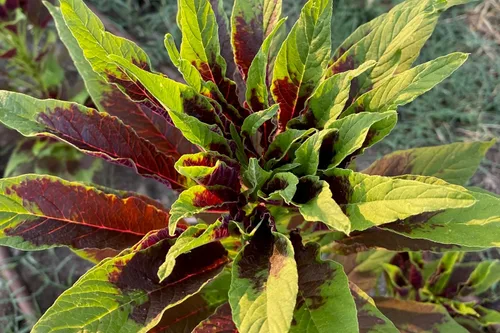 Miniatura 3 de Plant Good Seed Semillas orgánicas de amaranto rojo calaloo para plantar: verde de hoja caribeña, cocina jamaicana - Paquete de 600 semillas