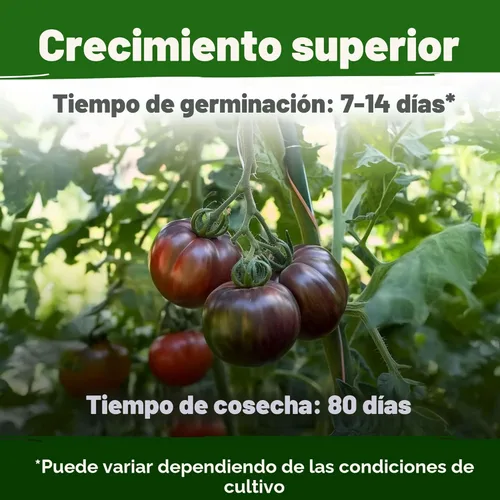 Miniatura 5 de HOME GROWN Cherokee Purple - Semillas de tomate púrpura más de 106 semillas tradicionales no transgénicas para plantar, alta germinación