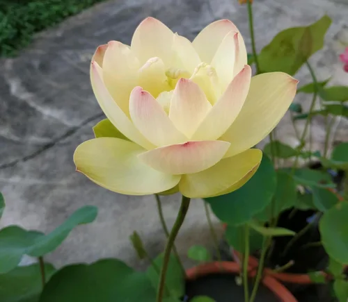 Miniatura 4 de Color mezclado Bonsai Bowl Lotus Water Lily Semillas (30 PCS)
