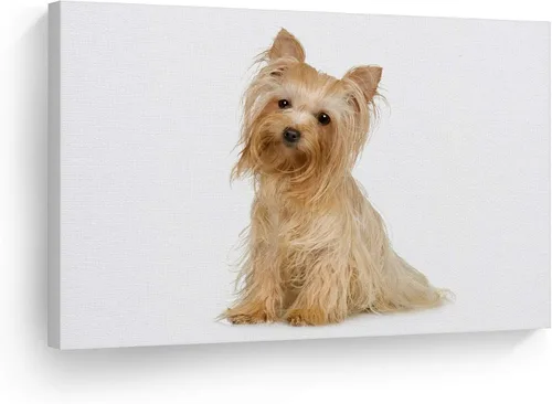 Miniatura 21 de Diseño de arte de la sonrisa Retrato de lindo Yorkie Yorkshire Terrier perro animal lienzo de pared impresión arte del dueño de mascotas amante