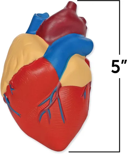 Miniatura 2 de Learning Resources Modelo de corazón humano de sección transversal: anatomía de práctica, herramientas de estudio de arterias y venas