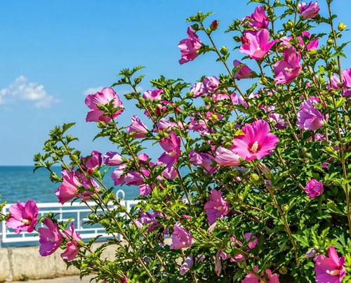 Miniatura 4 de 5 arbustos rosa afrodita rosa de Sharon Hibiscus (Althea) - Plantas vivas de 10 a 18 pulgadas de alto - Plántulas de arbustos/árboles florecientes