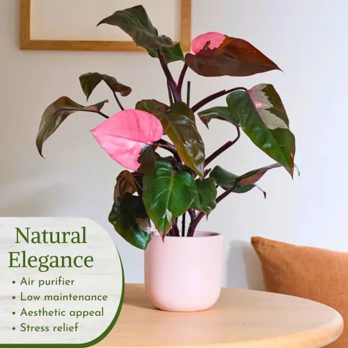 Miniatura 3 de Philodendron Plant Live Colección exclusiva (paquete de 4) – Birkin raro, Gloriosum, Princesa Rosa y Mago Blanco en maceta de 2 pulgadas; plantas