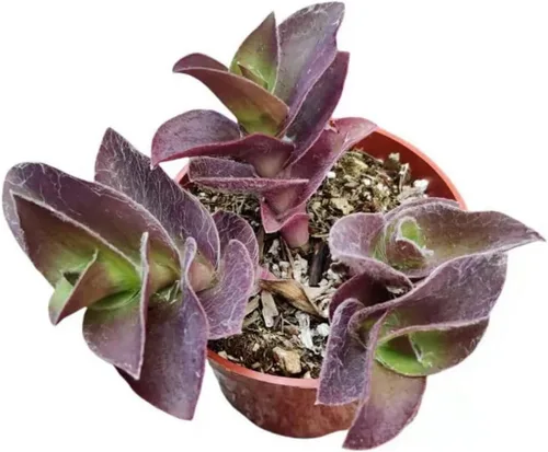 Miniatura 5 de Plantas de cactus suculentas vivas de USKC (maceta de 4 pulgadas) (Echeveria agavoides Lip Stick)