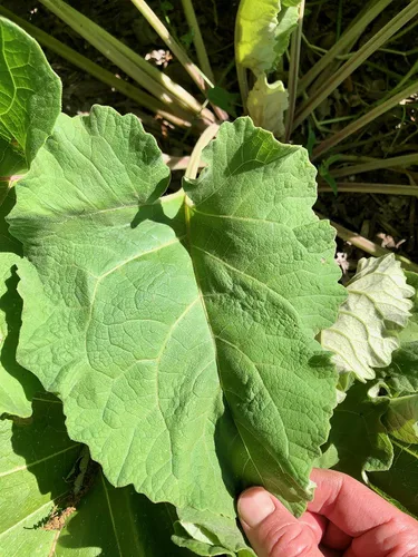Miniatura 5 de Plant Good Seed Semillas orgánicas de raíz de bardana para plantar: hierba rica en nutrientes, hojas verdes grandes - Paquete de 50 semillas