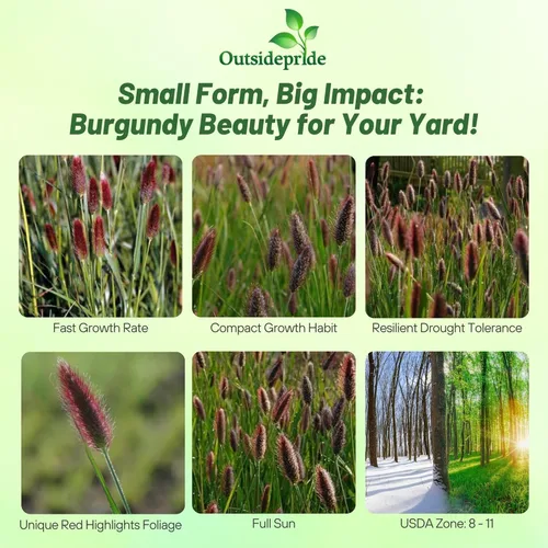Miniatura 2 de Outsidepride - 25 semillas de la hierba ornamental perenne Pennisetum thunbergii (Red Buttons) para sembrar