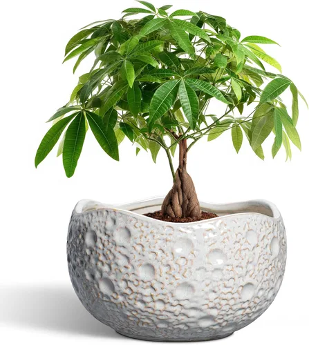 Miniatura 12 de Macetas de Cerámica Thirtypot - Maceta de 4 Pulgadas con Agujero de Drenaje, Macetas Pequeñas para Plantas de Interior y Exterior, Maceta Redonda