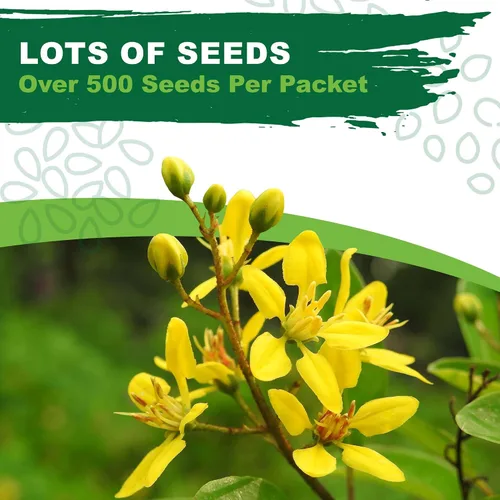 Miniatura 3 de TKE Farms & Gardens - Semillas de ruda para plantar, 1 gramo, 500 semillas autóctonas, sin transgénicos, instrucciones incluidas, Ruta graveolens