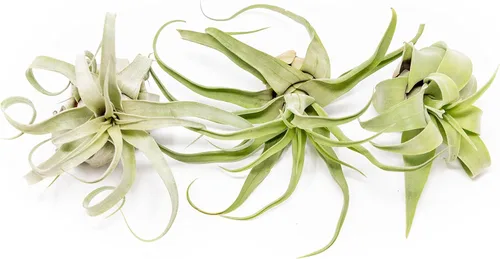 Miniatura 8 de Medium Air Plants Streptophylla - Plantas suculentas de interior y exterior de Tillandsia vivas - Disponible al por mayor y a granel - Decoración