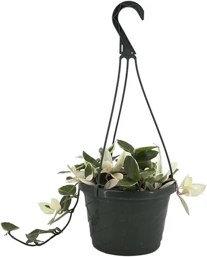 Miniatura 11 de American Plant Exchange Plantas Hoya surtidas, macetas de 4 pulgadas, paquete de 3, enredaderas de cera con flores vivas, plantas