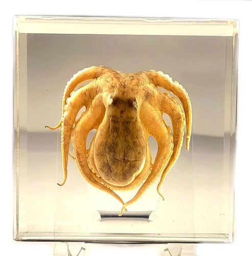 Miniatura 10 de Murciélago de bambú real menor de 5.5 pulgadas en resina de Lucite cristalina, espécimen de pisapapeles, colección de manualidades de taxidermia