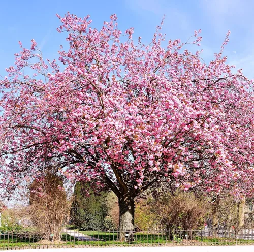 TomorrowSeeds - Semillas de árbol de cerezo japonés - Más de 30 unidades - para plantar 2026 Sakura Pink Floración Asiático Oriental Ornamental