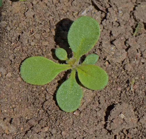 Miniatura 2 de Dwarf Mix Petunia Flower Seeds, paquete de 20,000+ semillas de Seeds2Go