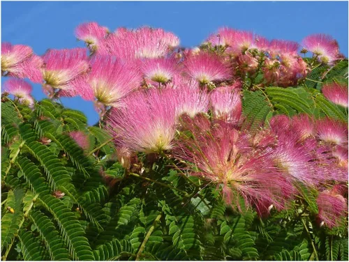Árbol de seda 15 semillas Albizia julibrissin Mimosa Profusión de flores rosadas de hojaldre Zonas de Bonsái 6-9 Contenedor o Estándar