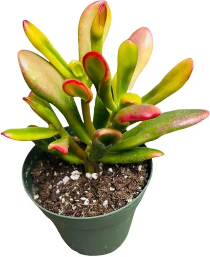 Miniatura 8 de Plantas de cactus suculentas vivas de USKC (maceta de 4 pulgadas) (Echeveria agavoides Lip Stick)