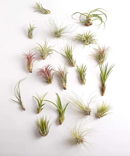 Miniatura 12 de Shop Succulents Colección variada Variedad de especies, planta tropical de interior para decoración del hogar, terrarios DIY, paquete de 10