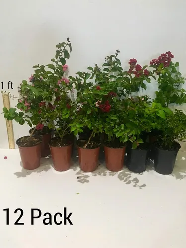 Miniatura 5 de Zuni Crepe Myrtle Trees – Blooms Blancos – Contenedores de cuartos – Sistema de raíces fibras – Crecido por Crape Myrtle Guy – Plantas vivas – 1 pie