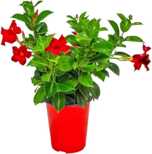 Miniatura 14 de Tropical Plants of Florida - Arbusto blanco de Dipladenia - Altura total de 14 pulgadas - Maceta de 6 pulgadas (1 galón) (solo planta)