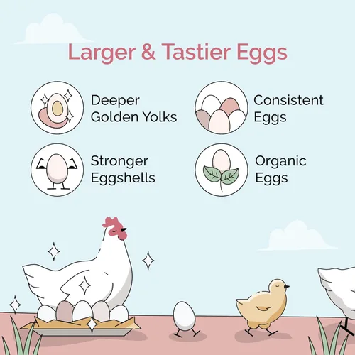 Miniatura 3 de Mile Four Alimento orgánico para pollo: capa de grano entero, sin OMG, cultivado en EE. UU., 16% de proteínas, sin maíz, sin soja, alimento