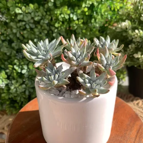 Miniatura 7 de Dudleya Gnoma S.W.McCabe - Plantas suculentas vivas raras, más de 5 cabezas, tamaño de maceta de 3.4 pulgadas, planta viva rosa, excluye tierra