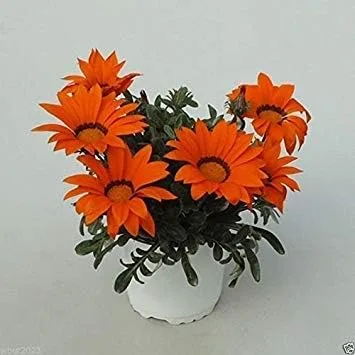 Gazania seeds- Gazoo Naranja con Ring- brillante 3 inch, daisylike Flores (25 semillas), color naranja