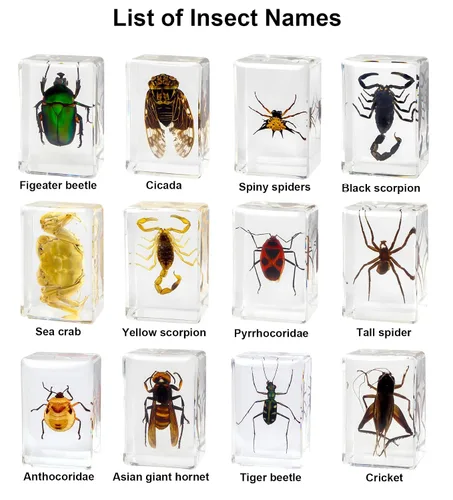 Miniatura 7 de 12 piezas de espécimen de insecto en resina, kit de colección de bichos reales para niños, juguete de taxidermia, clase de ciencias, educación