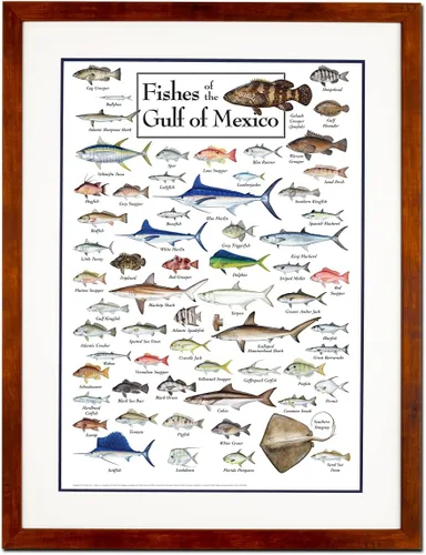 Miniatura 5 de Earth Sky + Water - Peces del Golfo de México - Pósters de doble mate con marco negro