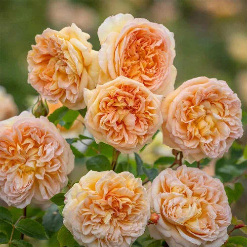 Rosas trepadoras inglesas de reliquia, planta de raíz propia viva para jardín al aire libre, Betsabé, muy fragante, zonas de rusticidad: 5-11,