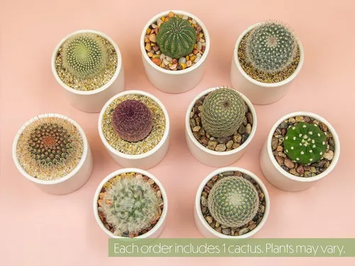 Miniatura 4 de Plants for Pets - Plantas vivas de poca luz en macetas de cerámica para suculentas (paquete de 3), planta suculenta Gasteria y plantas de cactus