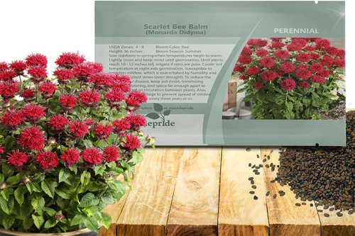 Outsidepride Semillas de Bálsamo de Abeja Escarlata - 250 Piezas Semillas de Monarda Didyma Perennes, Fáciles de Cultivar y Amigables con los
