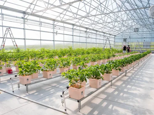 Miniatura 2 de Pepper Joe's Aji Dulce Pepper Seeds – Paquete de 10 semillas de chile dulce suave – Cultivadas en Estados Unidos – Semillas de Aji Dulce prémium sin