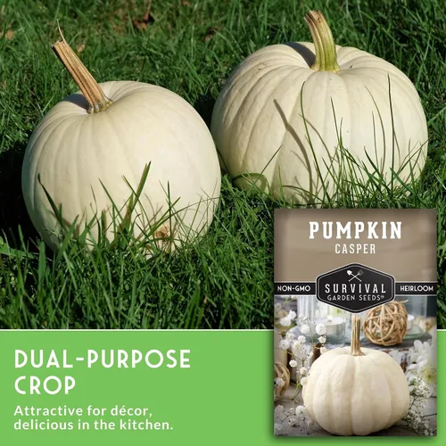 Miniatura 3 de Casper - Semillas de calabaza para plantar Calabazas blancas sin OMG con piel suave y carne dulce para decoración de otoño, tallado, horneado