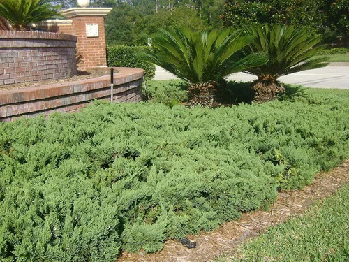 Miniatura 3 de Juniper Parsoni - 3 plantas vivas - Juniperus Squamata Expansa Parsons - Cubierta de suelo de hoja perenne resistente a la sequía resistente al frío