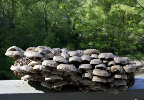 Miniatura 3 de Root Mushroom Farm - Kit de cultivo de hongos Shiitake: comienza de inmediato una vez recibido Shiitake marrón