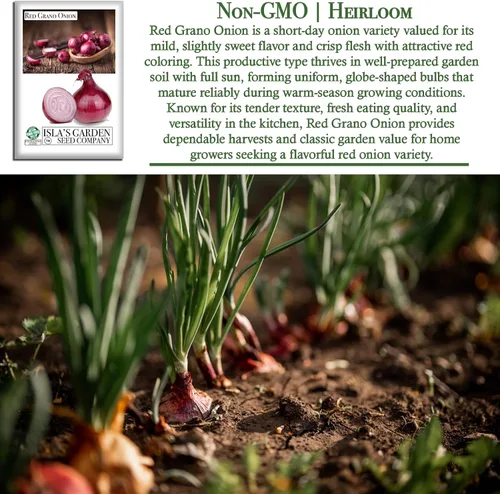 Miniatura 3 de Semillas de cebolla roja de Grano (Allium cepa) – Más de 300 semillas de reliquia sin OMG de Isla's Garden Seeds, bulbos rojos suaves y dulces