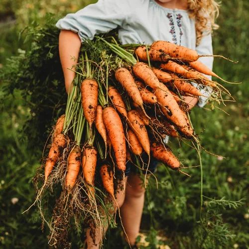 Miniatura 3 de Zanahoria Chantenay - 150 semillas - Variedad tradicional y polinizada abierta, semillas de vegetales sin OMG para plantar en interiores