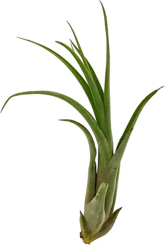 Miniatura 3 de ragnaroc Planta de Aire Viva – Tillandsia Capiput, Jumbo 6-9” - 2 unidades - Llegada Viva Garantizada - Plantas de Casa para Decoración del Hogar
