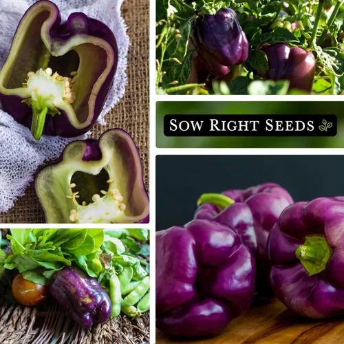 Miniatura 4 de Sow Right Seeds - Semillas de pimiento Purple Beauty para plantar - Paquete de reliquia sin OMG con instrucciones para plantar y cultivar un huerto