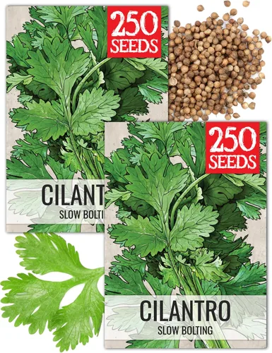 Miniatura 13 de Seed Needs Semillas de culantro para plantar cilantro mexicano, reliquia sin OMG y hierbas culinarias/medicinales no tratadas para cultivar un