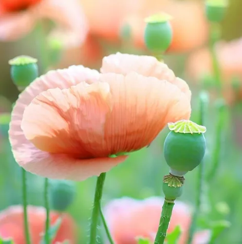 Miniatura 2 de Papaver somniferum (amapola de pan), semillas redondas utilizadas para hornear, cocinar y como cobertura para pan, bagels y pasteles, semillas