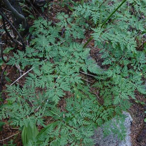 Miniatura 4 de OSHA (Ligusticum porteri) - Cultiva ahora o almacena para futuras plantaciones - Cápsula de 10 semillas