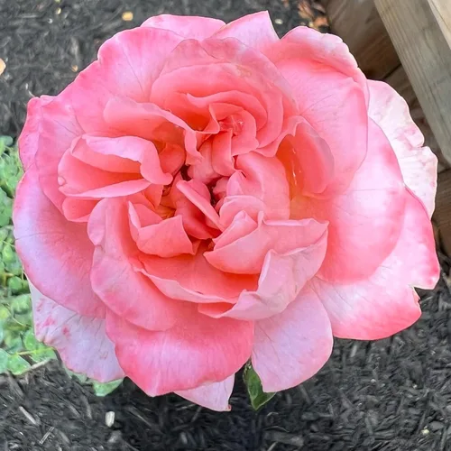 Miniatura 3 de Own-Root - Rosa de té híbrida Sweet Mademoiselle™ de un galón de Heirloom Roses
