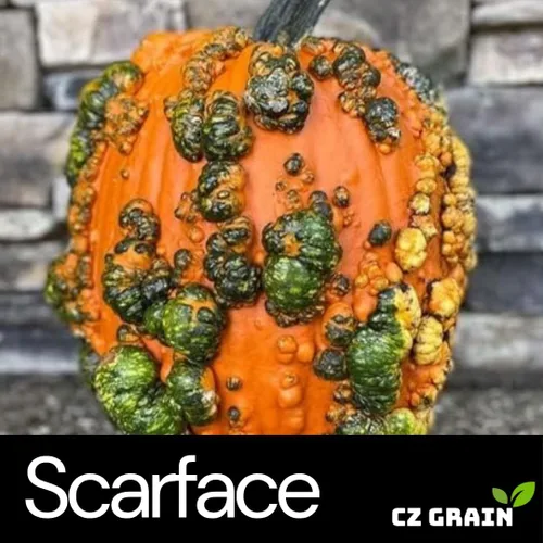 Miniatura 2 de Semillas de calabaza Scarface para plantar (10 semillas)