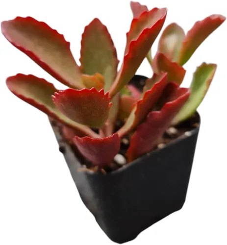 Miniatura 26 de Plantas de cactus suculentas vivas de USKC (maceta de 2 pulgadas) (Adromischus Maculatus)
