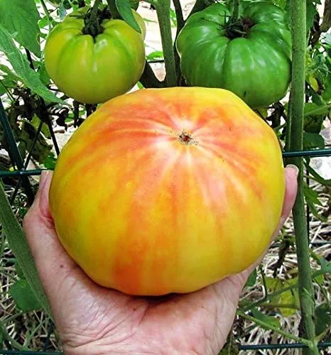 Miniatura 4 de Más de 30 semillas gigantes de tomate Mr. Stripey de 1-2 libras, sin OMG, bajas en ácido, indeterminadas, polinizadas abiertas, sabor rico