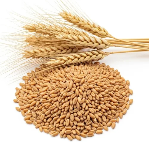 Semillas de cultivo de cobertura de trigo, trigo de invierno sin OMG, semillas de parcela de alimentos de ciervo y pavo, cultivo de cobertura