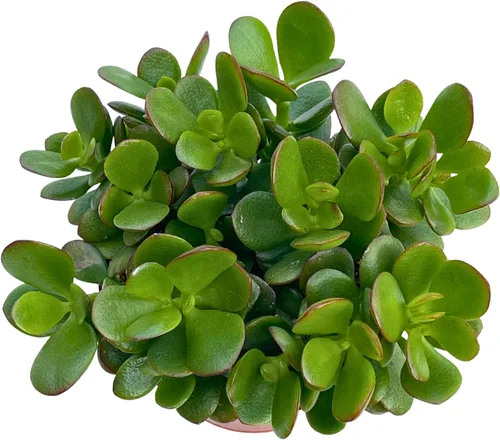 Miniatura 2 de Planta de jade Crassula Ovata de 4 pulgadas, plantas suculentas compactas de jade vivas, fáciles de cultivar, difíciles de matar, planta