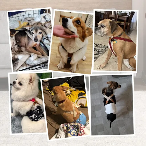 Miniatura 6 de Pet Soft Tirantes para perro, 2 piezas, tirantes para pañales para perros, falda para perros, vestido para perrito (café y borgoña, XS/S)